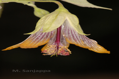 Abutilon ranadei
